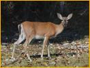 Key Deer, Doe