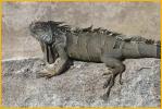 Old Green Iguana