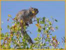 Eastern Fox Squirrel