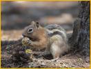 Golden-mantled Ground Squirrel