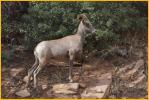 Desert Bighorn Sheep Ewe