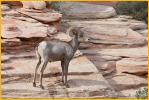 Desert Bighorn Sheep Ram