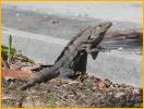 Black Iguana