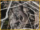 Florida Green Water Snake