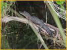 Baby Alligator
