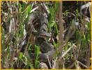 Cottonmouth Snake