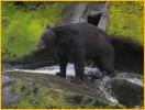 Black Bear