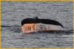 Humpback Whale's Tail