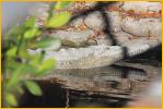 American Crocodile