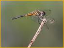 Damselfly
