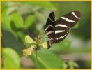 Zebra Longwing Butterfly