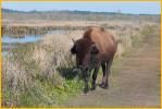 American Bison (Buffalo)