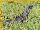 Mexican Spiney Tail Iguana