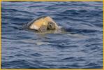 Green Sea Turtles