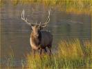 Bull Elk