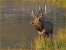 Bull Elk