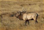 Bull Elk Bugling