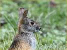 Swamp Rabbit