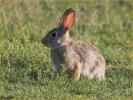 Desert Cottontail