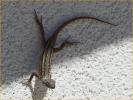 Southwestern Fence Lizard