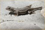 Striped Plateau Lizard