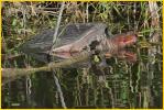 Florida Softshell