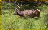 Roosevelt Elk