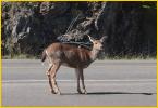 Black-tailed Deer