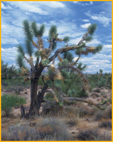 Joshua Tree