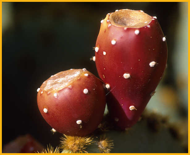 Pair of Prickly Pears