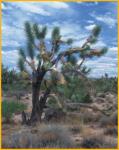 Joshua Tree
