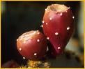 Pair of Prickly Pears