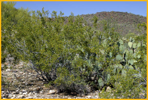 Creosote Bush