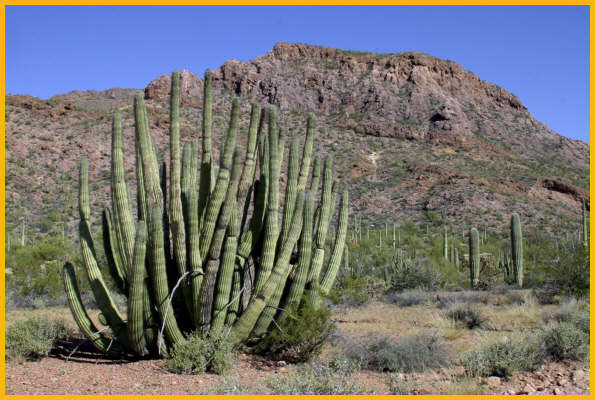 Pipe Organ Cactus