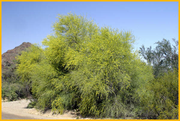 Palo Verde Tree