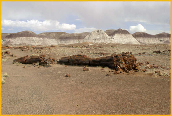 Petrified Log