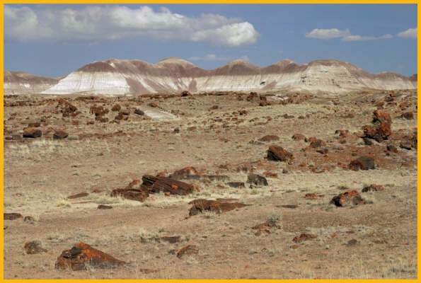 Petrified Logs
