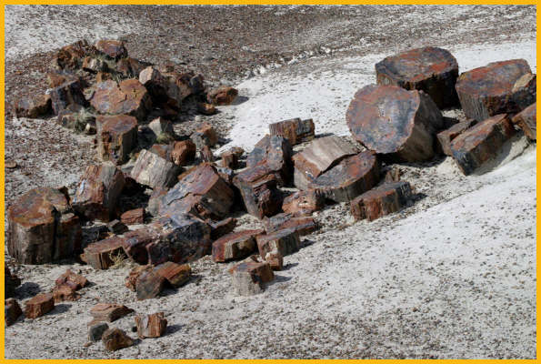 Petrified Log Pieces