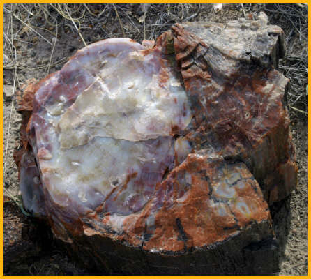 End of Petrified Log