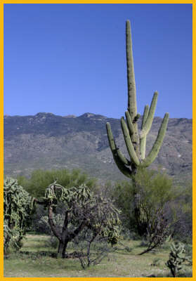 Saguaro Cactus