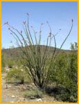Ocotillo Cactus