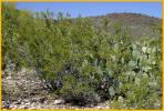 Creosote Bush