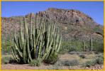 Pipe Organ Cactus