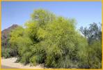 Palo Verde Tree