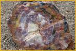 End of Petrified Log
