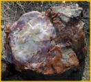 End of Petrified Log