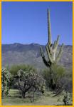 Saguaro Cactus