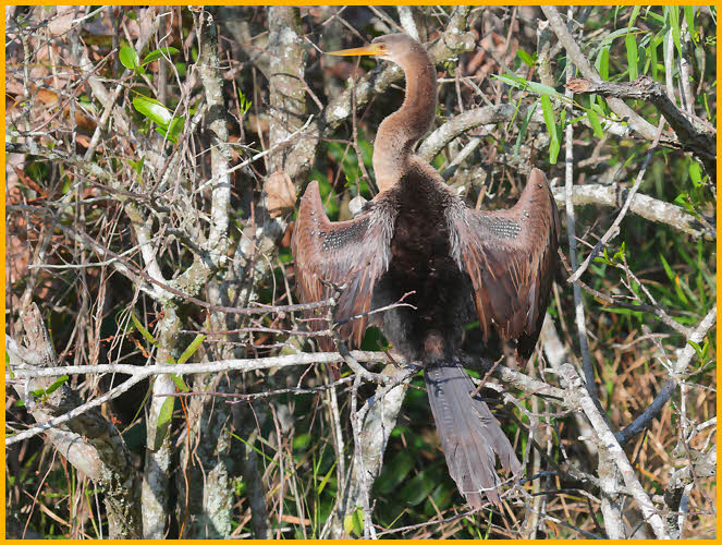 Juvenile <BR> Anhinga