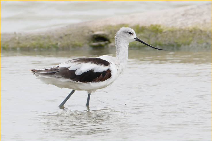 Nonbbreeding Female <BR>American Avocet