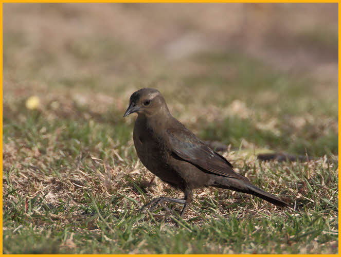 Female <BR>Brewer's Blackbird